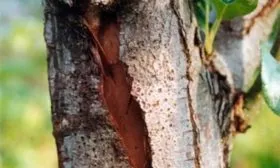 Трескается кора на яблоне Яблоня Конфетное