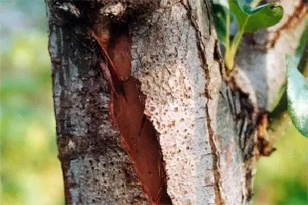 Трескается кора на яблоне Яблоня Конфетное