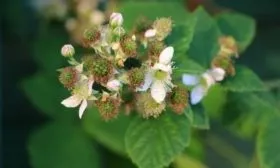 цветение малины Поклон Казакову