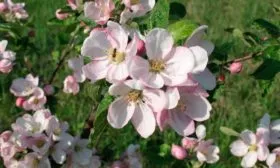 цветение яблонb Орловское полосатое16