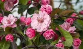 цветение яблони Бренди Мэджик