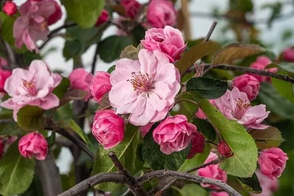 цветение яблони Бренди Мэджик