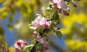 цветение яблони Чёрный бриллиант