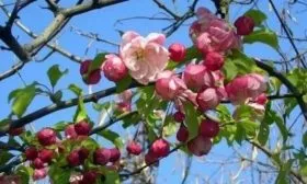 цветение яблони Грушовка московская