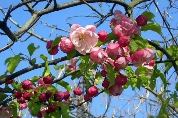 цветение яблони Грушовка московская