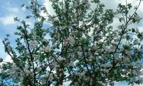 цветение яблони Орловим13