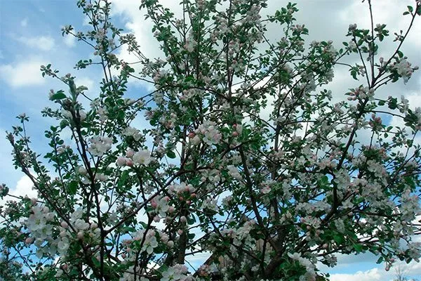 цветение яблони Орловим13