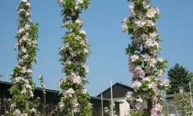 цветение яблони Останкино