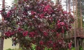 цветение яблони Роялти