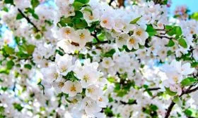 цветение яблони Солнышко21