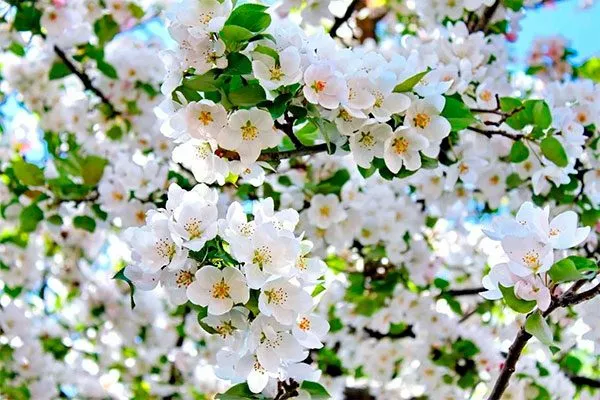 цветение яблони Солнышко21