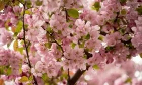 цветение яблони Союз