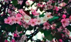 цветение яблоня Фуджи