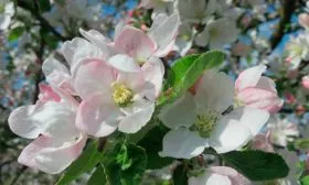 цветение Яблоня Гала26