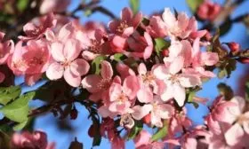 цветки яблони Джеромини