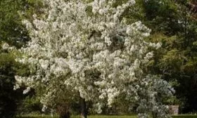 цветоние яблони Услада