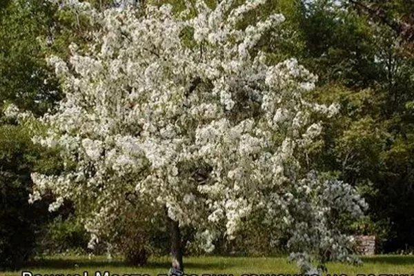 цветоние яблони Услада