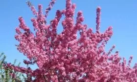 цветущая яблоня Бренди Мэджик