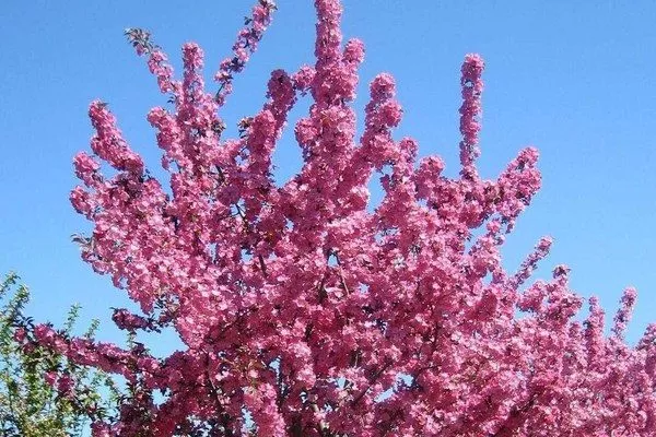 цветущая яблоня Бренди Мэджик