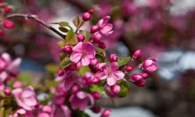 цветы яблони Хелена14