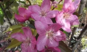 цветы яблони Ола