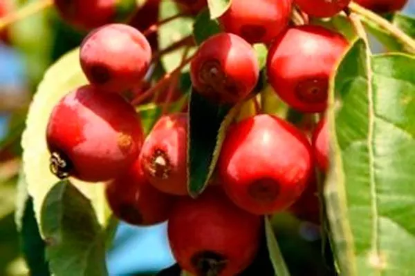 тувинка ранетка