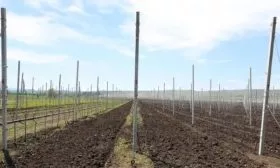 участок под посадку яблони Медок