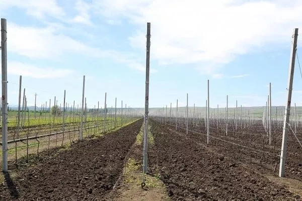 участок под посадку яблони Медок