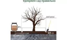 удобрение яблонb Орловское полосатое13