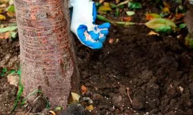 Удобряем дерево Яблоня Медуница