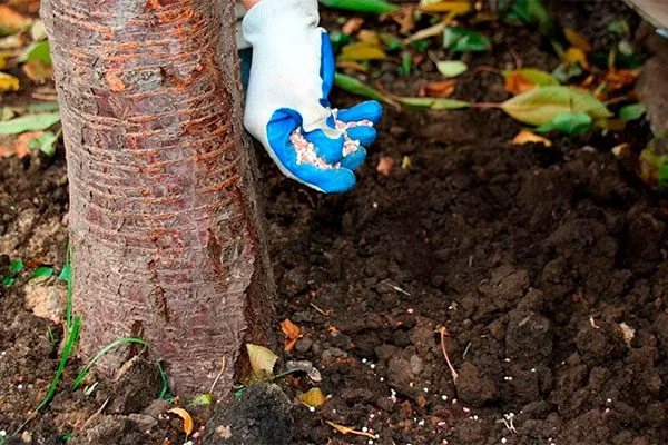 Удобряем дерево Яблоня Медуница