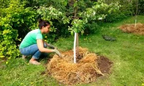 Уход яблоня Белорусское сладкое