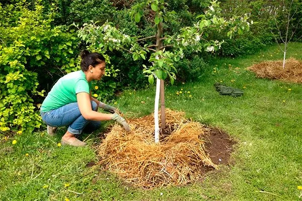 Уход яблоня Белорусское сладкое