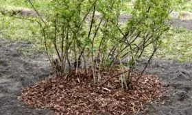 уход за крыжовником Русский жёлтый