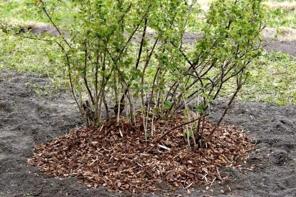 уход за крыжовником Русский жёлтый