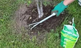 уход за яблоней Рудольф