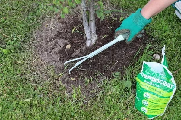 уход за яблоней Рудольф