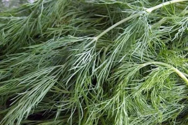 укроп Амазон