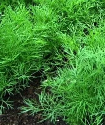 укроп Аврора