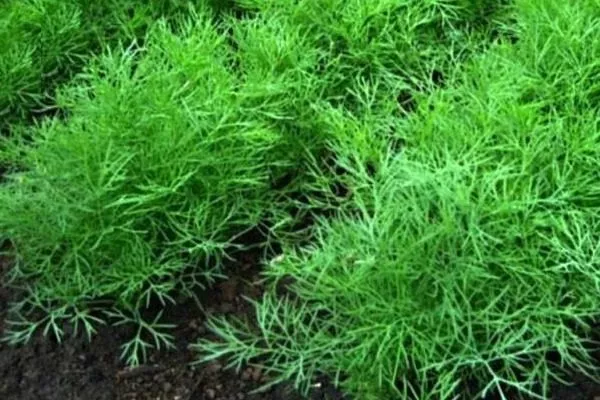 укроп Аврора