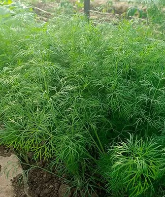 Укроп Буян 3