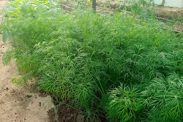 Укроп Буян 3