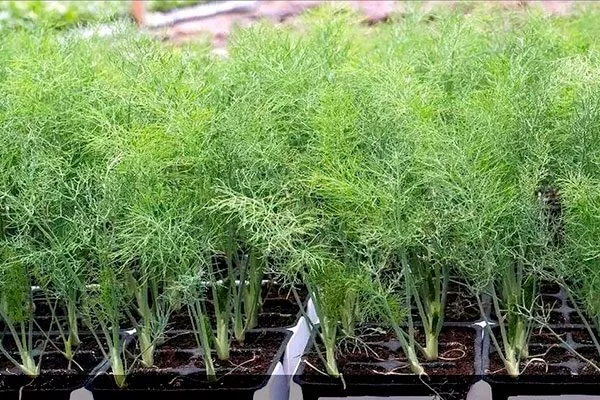 укроп Буян рассада