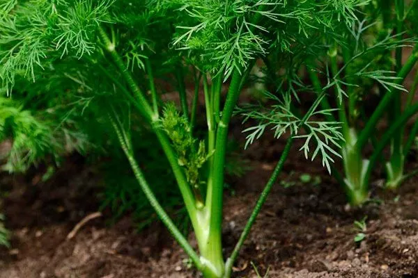 укроп Буян растение