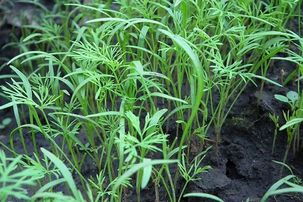 укроп Буян всходы