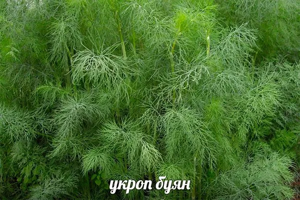 укроп Буян зелень