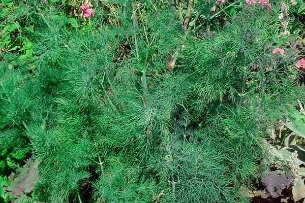 Укроп Буян2