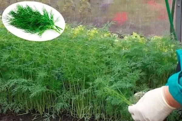 укроп Геркулес