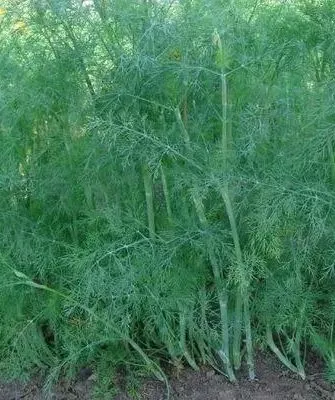 укроп Гренадёр