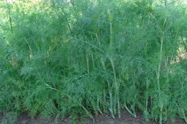 укроп Гренадёр